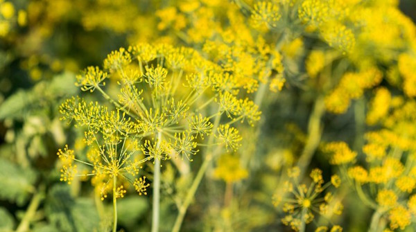 Çakşır Otu Hakkında Sıkça Sorulan Sorular ve Yan Etkiler