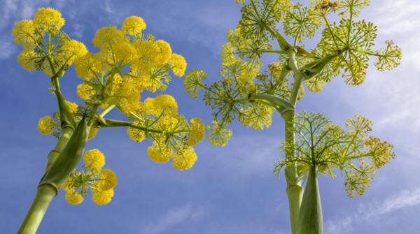 Çakşır Otu Nedir? Faydaları ve Kullanım Alanları Nelerdir?