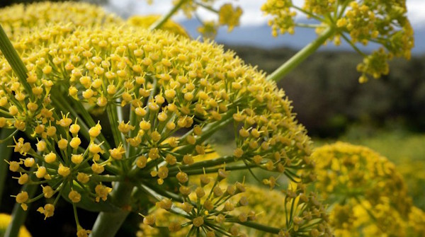 Kaliteli Çakşır Otu Nasıl Anlaşılır? Seçim Rehberi